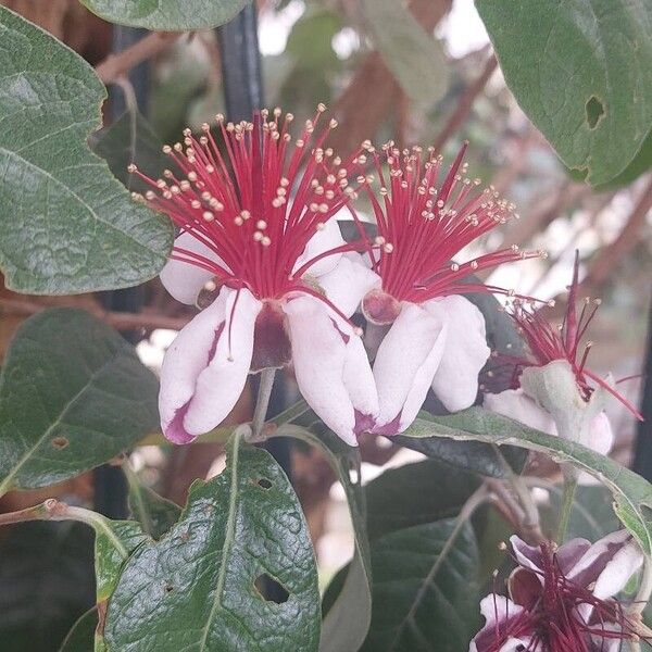 Feijoa sellowiana Flower