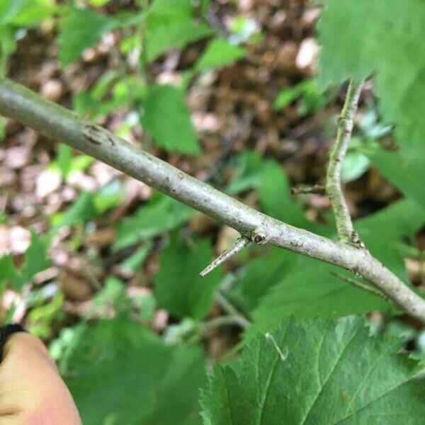 Crataegus submollis Koor