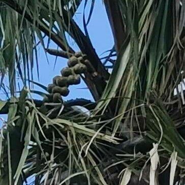 Borassus aethiopum Fruit