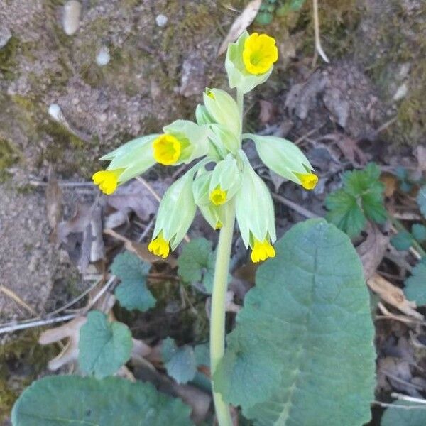 Primula veris Flor