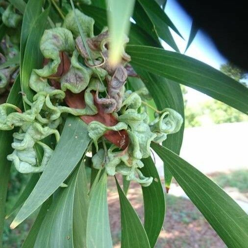 Acacia auriculiformis Φρούτο