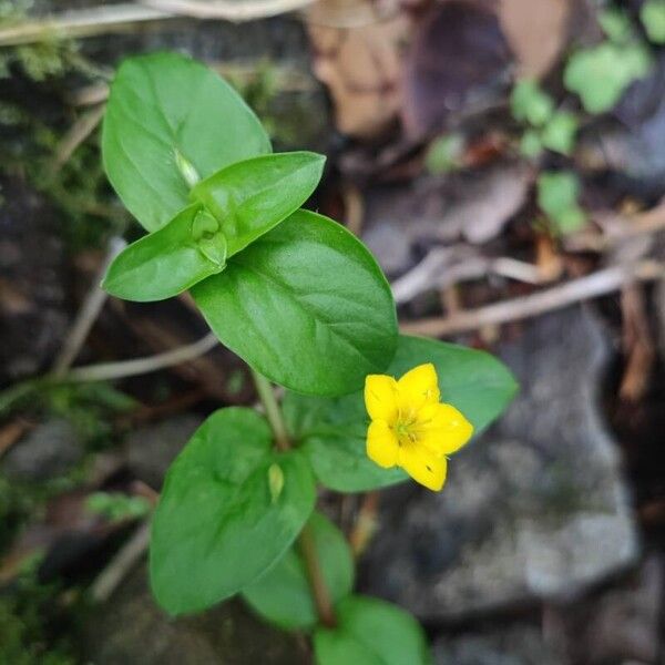 Lysimachia nemorum Квітка