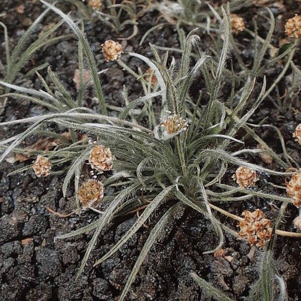 Plantago ovata Plante entière