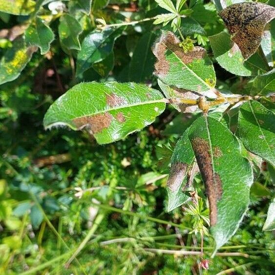 Salix glauca Leaf