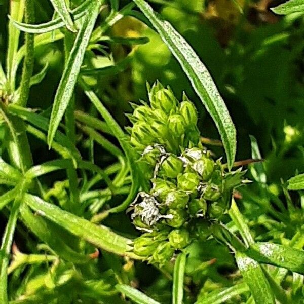 Gilia capitata Λουλούδι