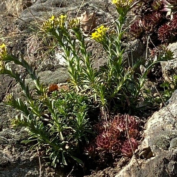 Alyssoides utriculata Habitus