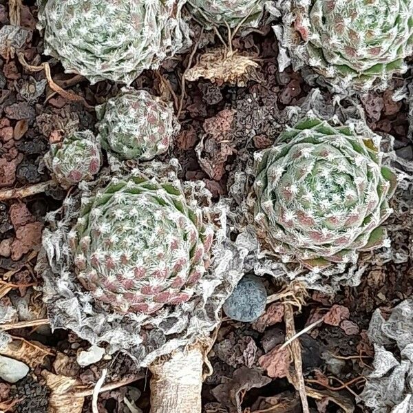 Sempervivum arachnoideum Habit