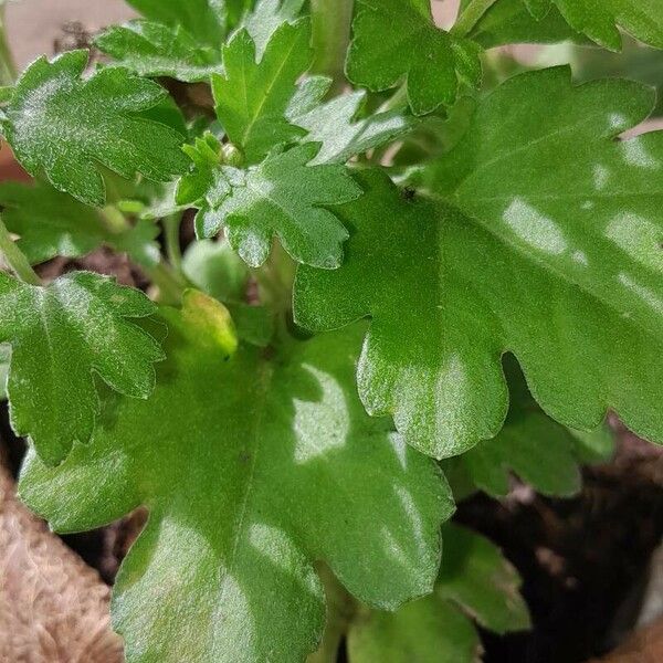 Chrysanthemum × morifolium Blad