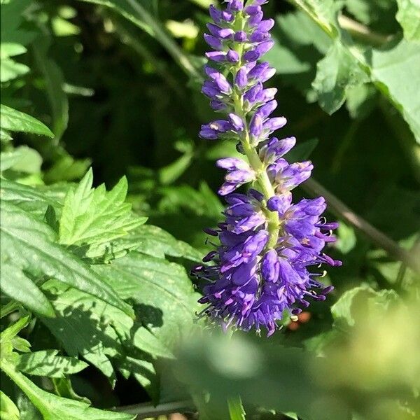 Veronica spicata Kvet