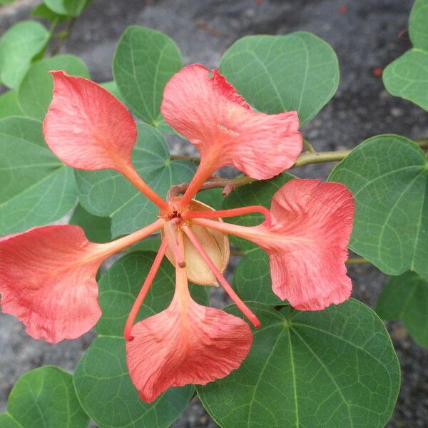 Bauhinia galpinii Floro