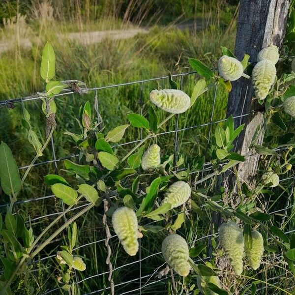 Asclepias syriaca फल