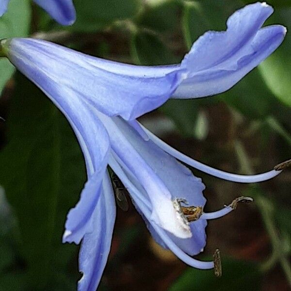 Agapanthus praecox Květ