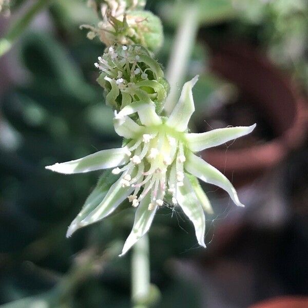 Aeonium arboreum Blomst