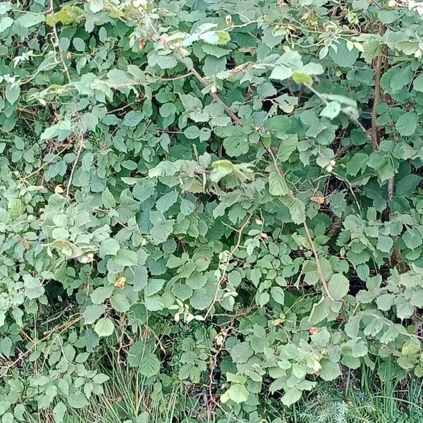 Corylus cornuta ശീലം