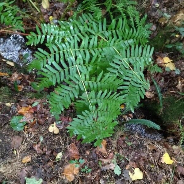 Osmunda regalis পাতা