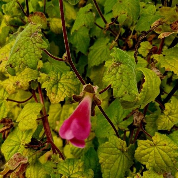 Lophospermum erubescens Frunză