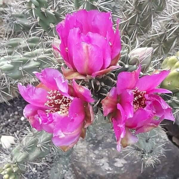 Cylindropuntia imbricata പുഷ്പം