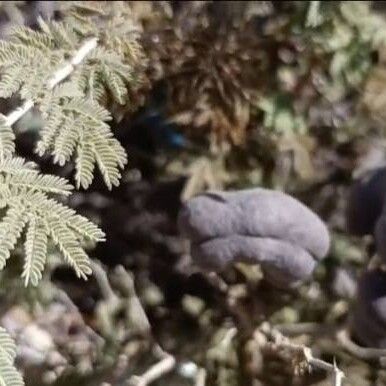 Prosopis farcta Frukto