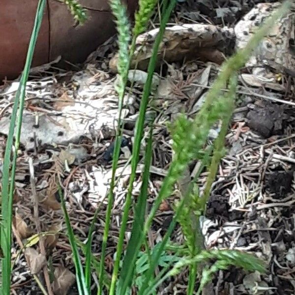 Carex sylvatica Blüte