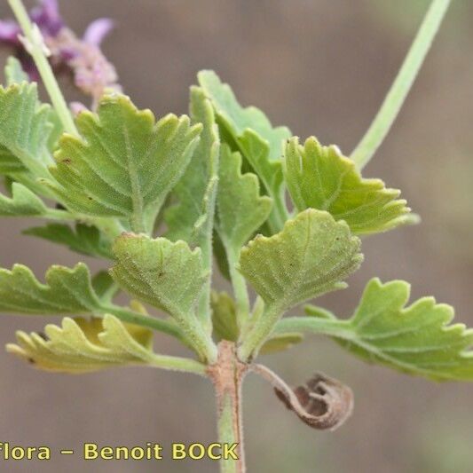 Lavandula rotundifolia Other