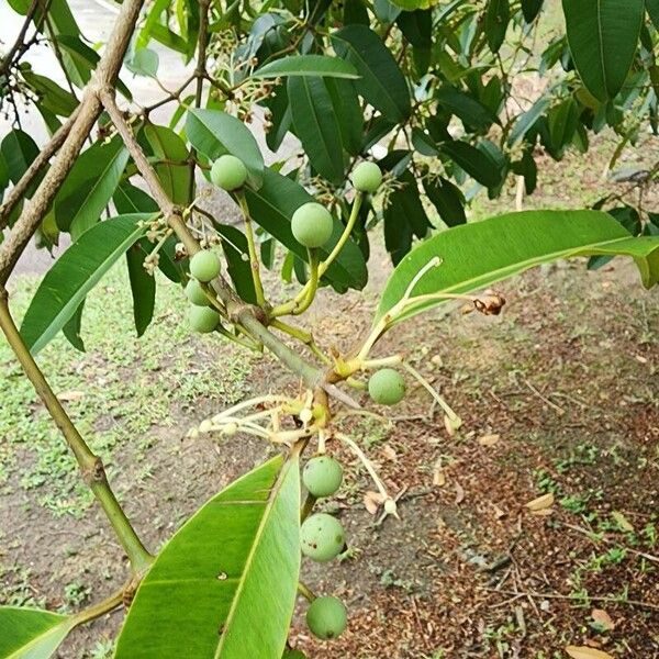 Calophyllum soulattri Fruit