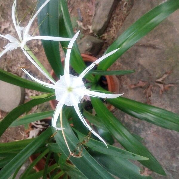 Hymenocallis littoralis फूल