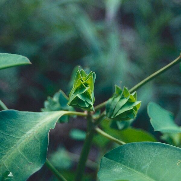 Euphorbia comosa Flor