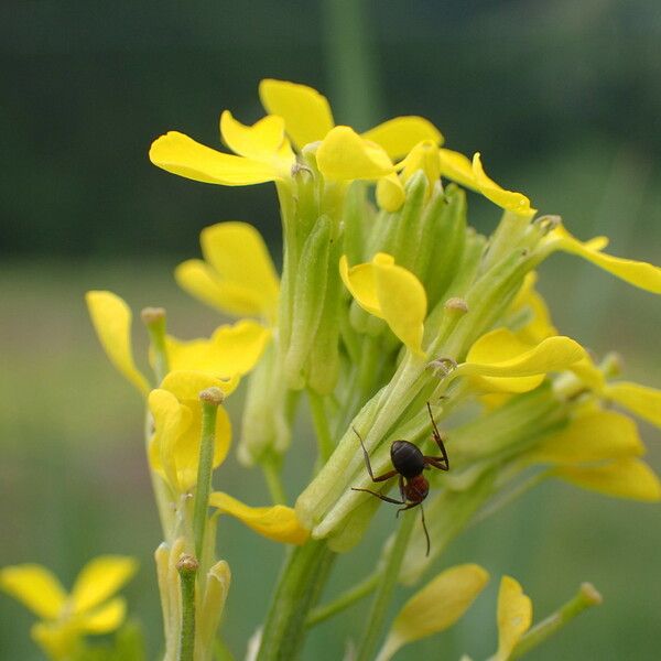 Erysimum virgatum Květ