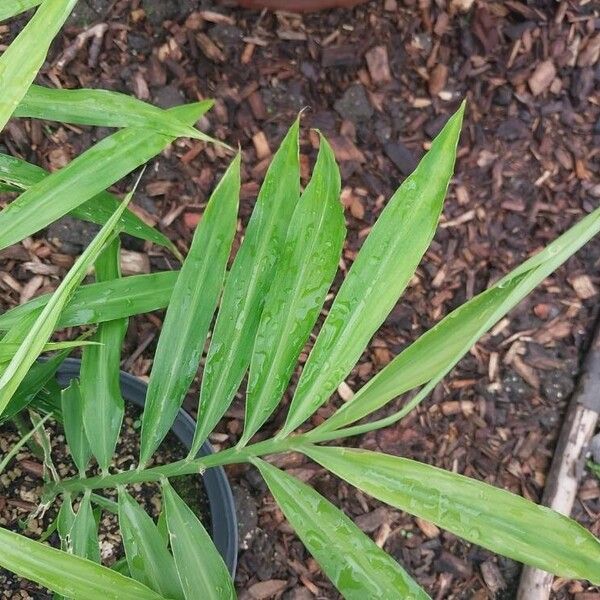 Zingiber officinale Blad