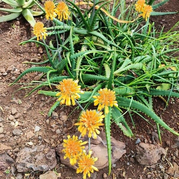 Aloe camperi ফুল