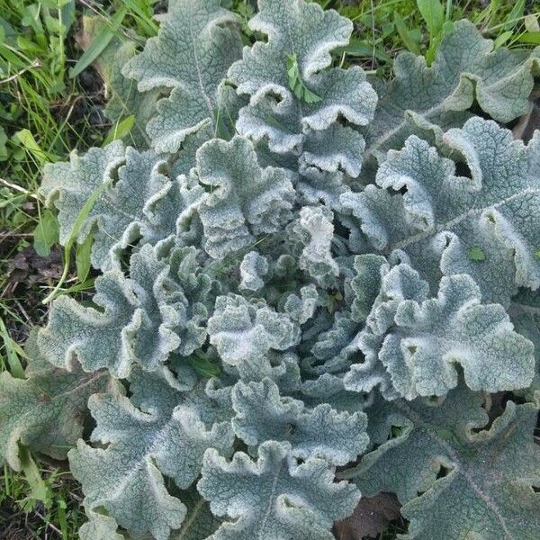 Verbascum sinuatum Ліст