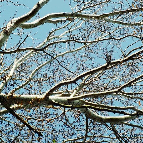 Populus alba Lubje