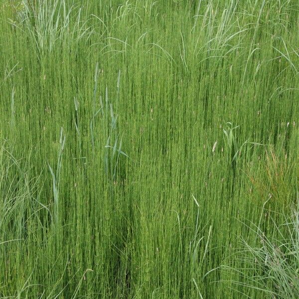 Equisetum palustre Habitus