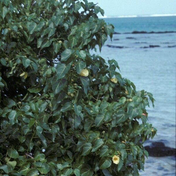 Hibiscus tiliaceus 整株植物