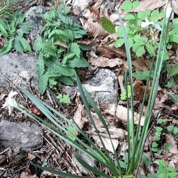 Narcissus poeticus Habitus