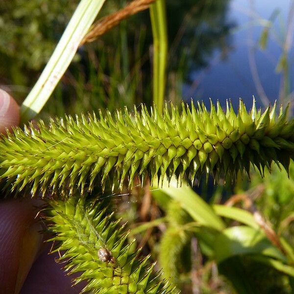 Carex pseudocyperus Fruit