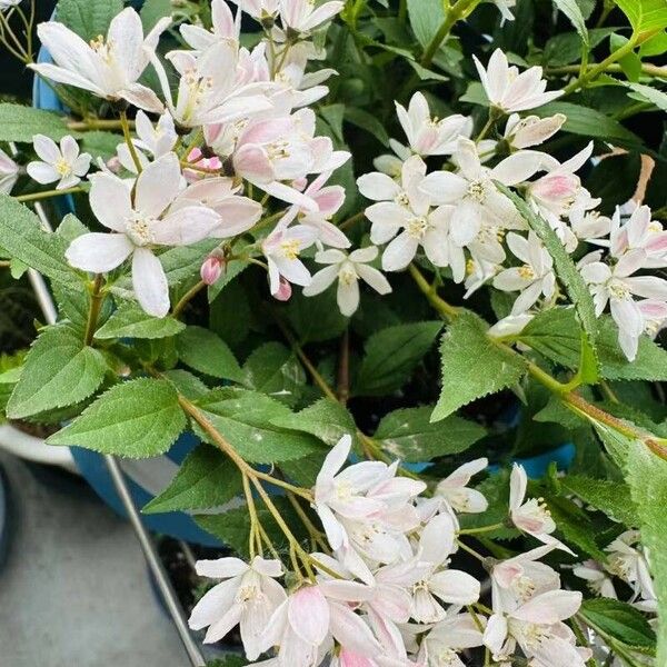 Deutzia gracilis 花