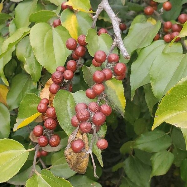 Ziziphus mucronata Lehti