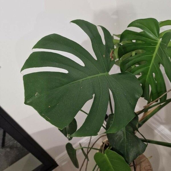 Monstera deliciosa Blad