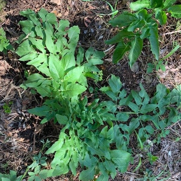 Opopanax chironium Floro