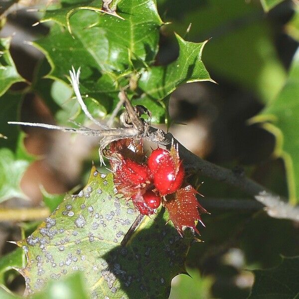 Quercus berberidifolia Fruit