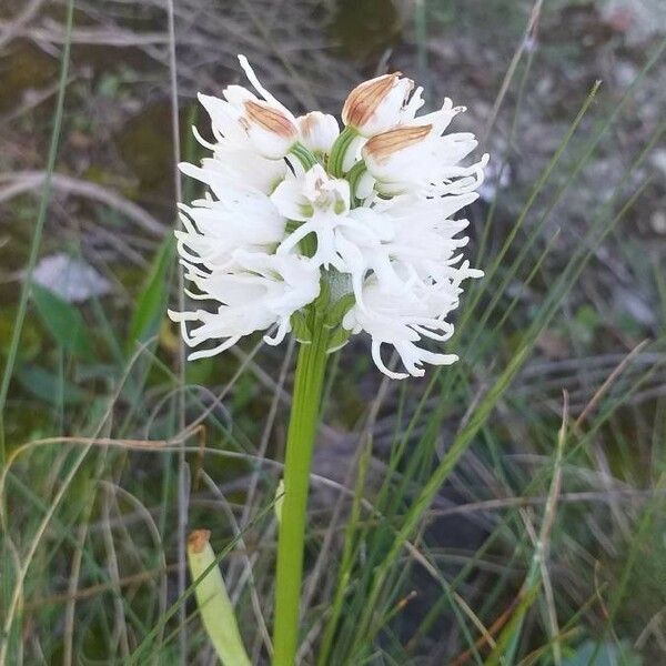 Orchis simia 花