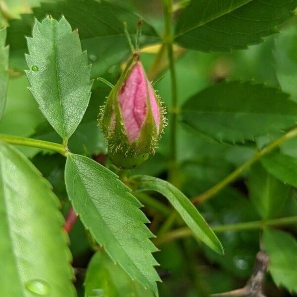 Rosa arkansana ফুল