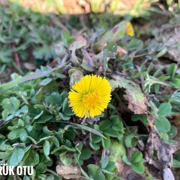 Tussilago farfara Flor