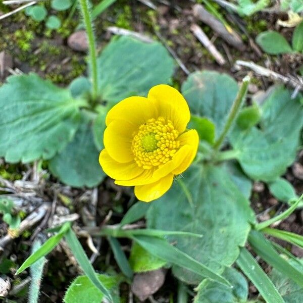 Ranunculus bullatus Blomst