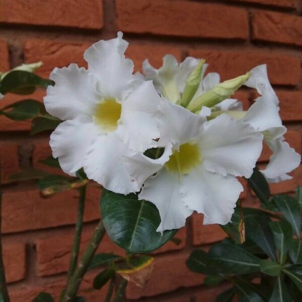 Mandevilla laxa Cvet