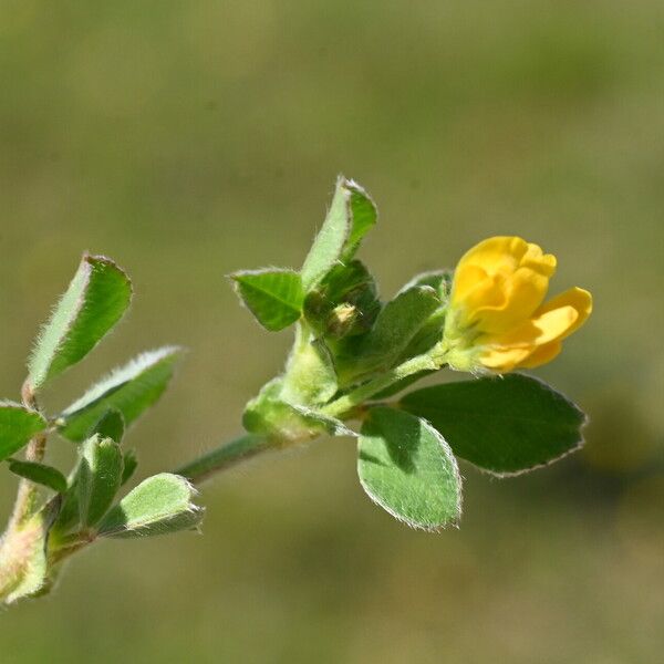 Medicago minima Floare