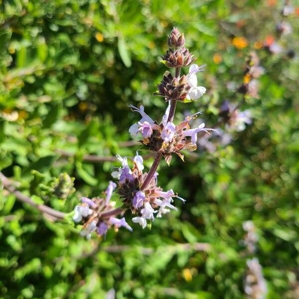 Salvia mellifera 花