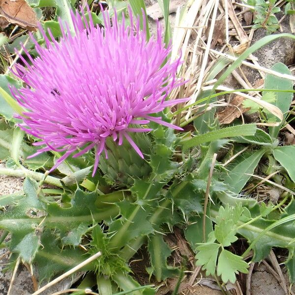 Cirsium acaule Flower