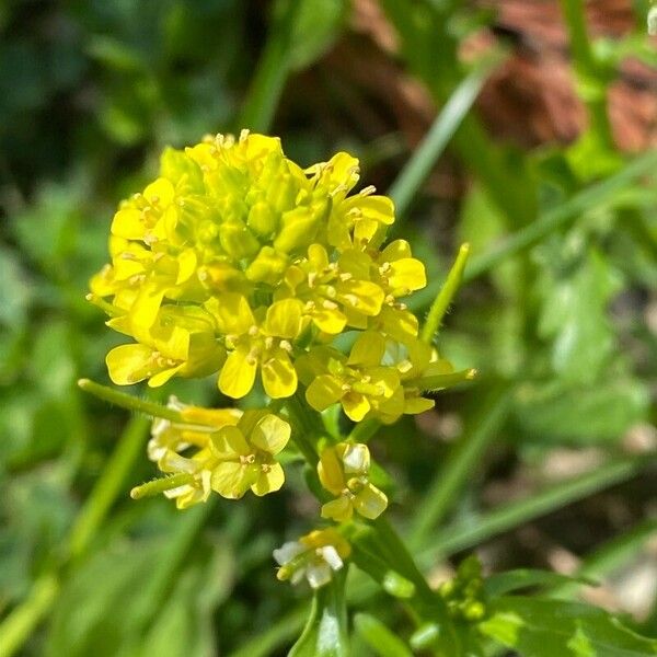 Barbarea verna Flor